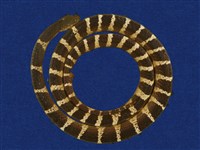 藏品(雨傘節)的圖片